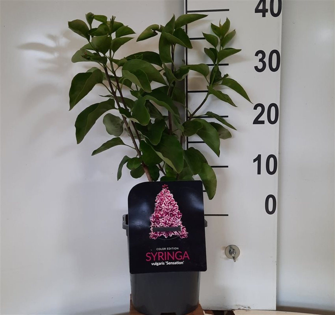 Syringa v. 'Sensation' - C2 30-40 CM